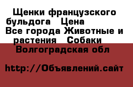 Щенки французского бульдога › Цена ­ 30 000 - Все города Животные и растения » Собаки   . Волгоградская обл.